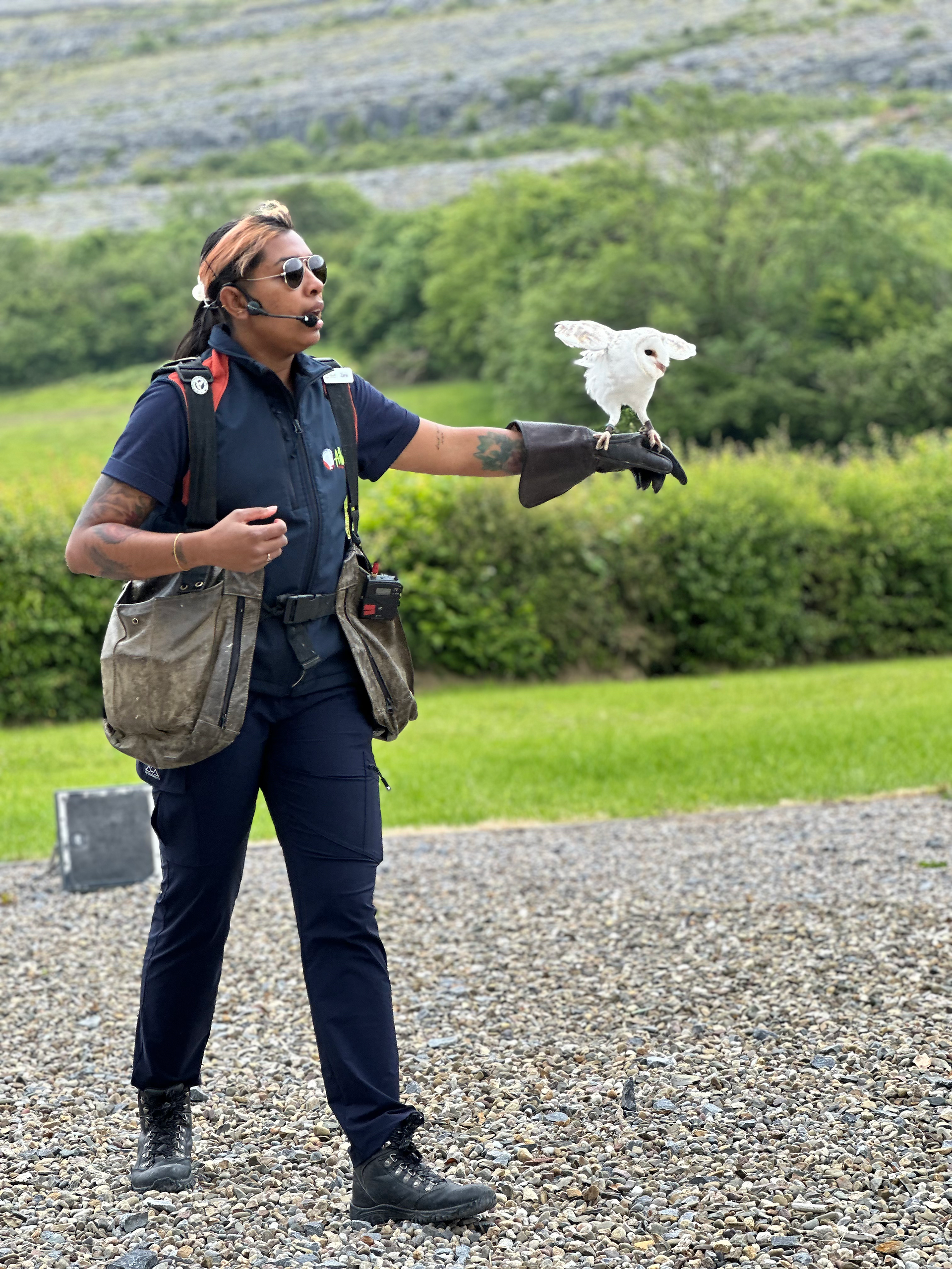 employee with snow owl on gloved hand at aillwee burren experience flying display in county clare ireland