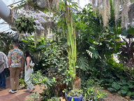 cactuses and butterflies in the tucson botanical gardens