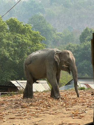 mother asian elephant eating on hillside in chiang mai thailand
