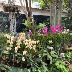 yellow and pink orchids in orchid pavilion in the royal park rajapruek in chiang mai thailand