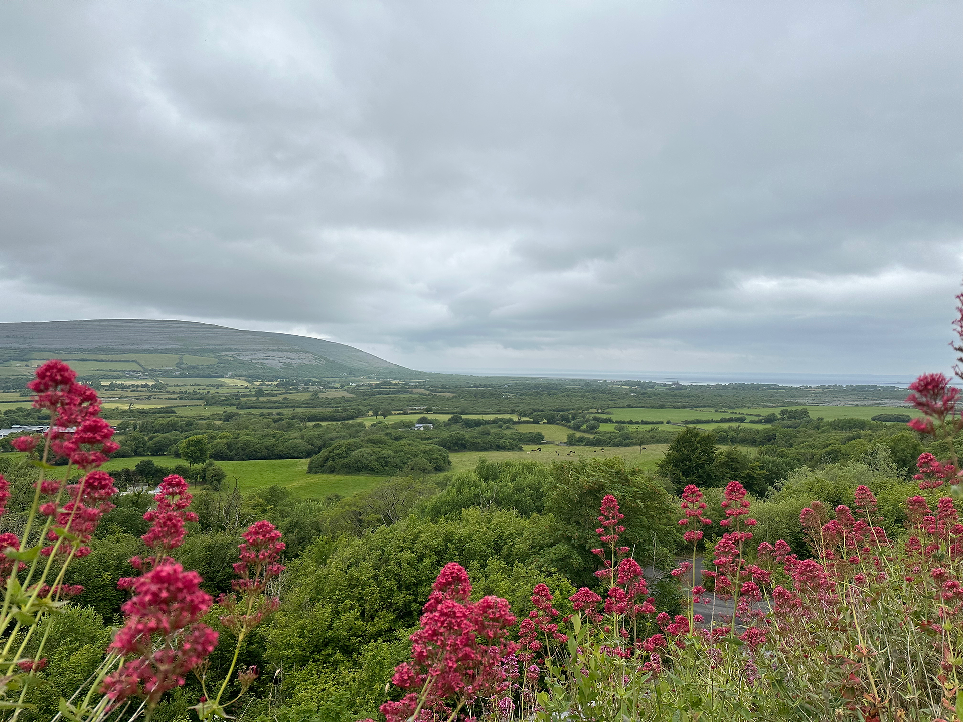 beautiful pink flowers, rolling green hills, and cloudy skies in county clare ireland