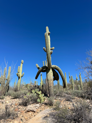 saguaro cactus with drooping arms in saguaro national park in arizona