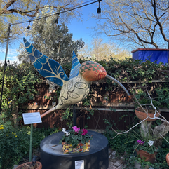 colorful hummingbird in fridas garden in the tucson botanical garden