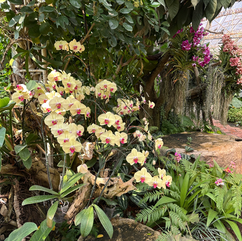 yellow orchids in orchid pavilion in the royal park rajapruek in chiang mai thailand