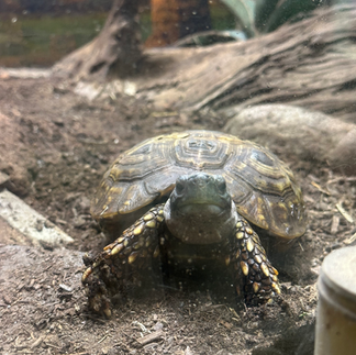 turtle in the butterfly wonderland in phoenix arizona