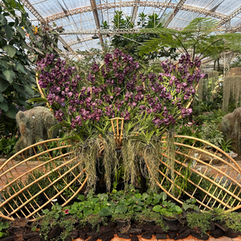 orchid display in orchid pavilion in the royal park rajapruek in chiang mai thailand