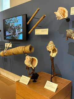 A display of shell trumpets from Polynesia at the musical instrument museum in phoenix az