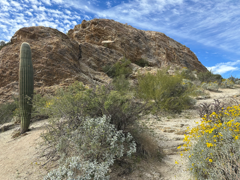 looming javelina rocks in saguaro national park east arizona