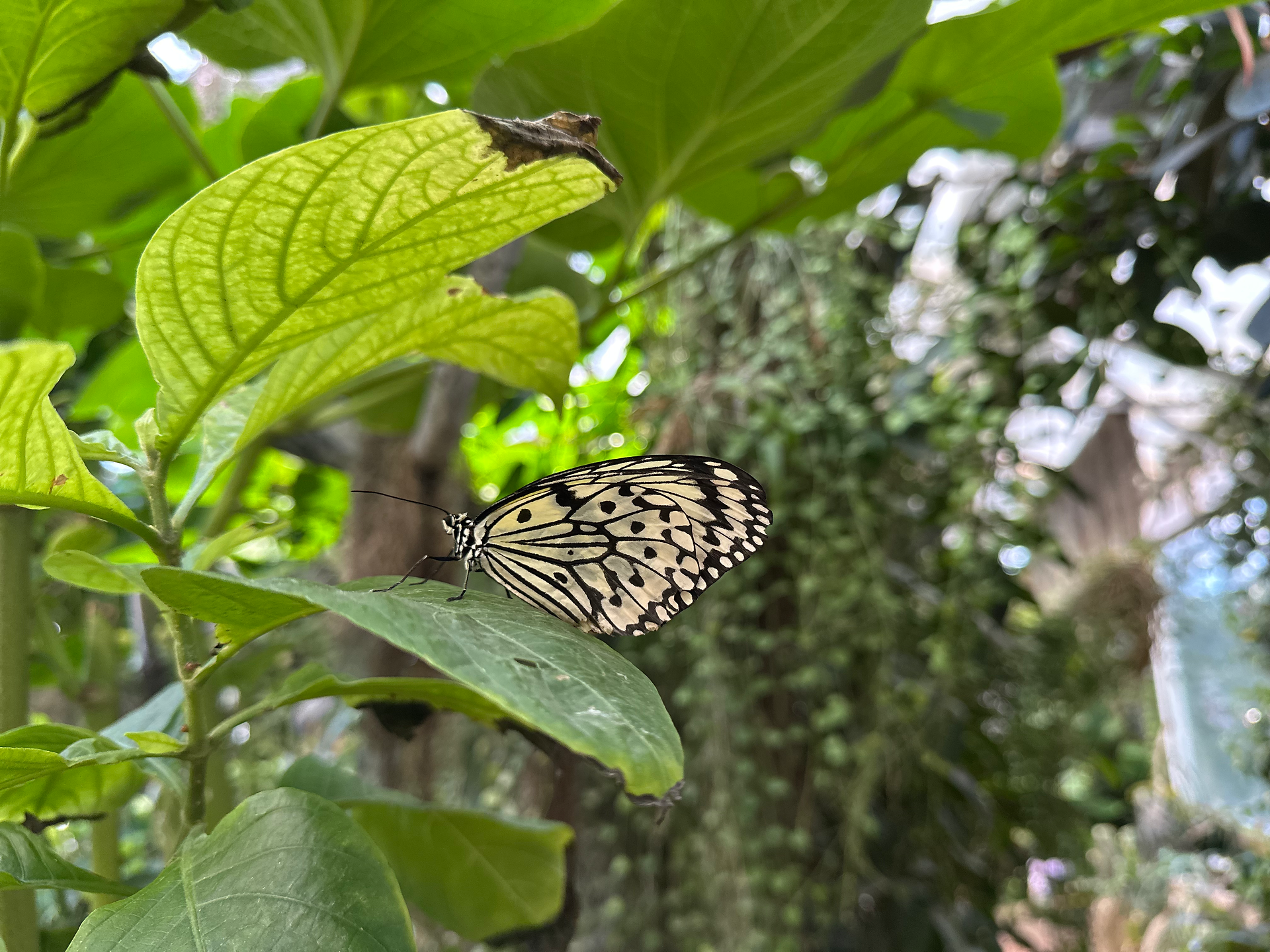 white and black butterfly in the tucson botanical gardens