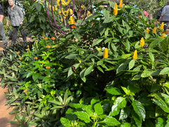 butterfly on yellow flowers in the butterfly wonderland in phoenix arizona