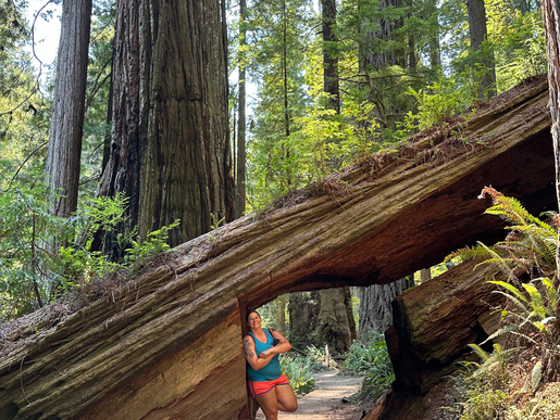 Seeing the World's Tallest Trees in Redwood National Park