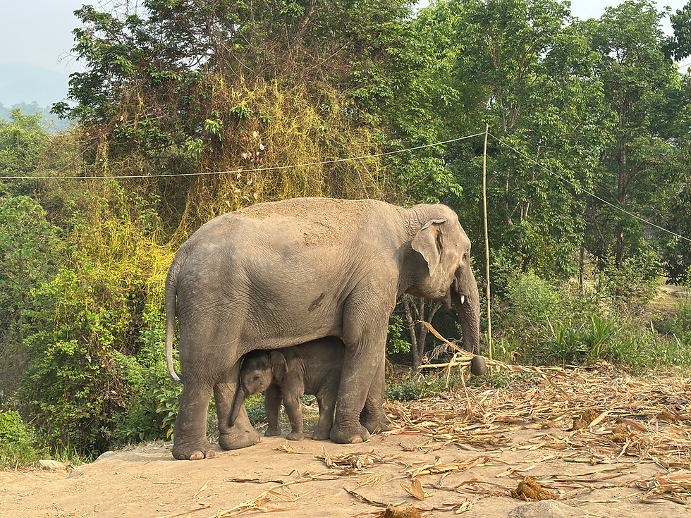 mother and baby asian elephant on hillside eating sugar cane in chiang mai thailand