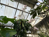 orchids hanging in the tucson botanical gardens