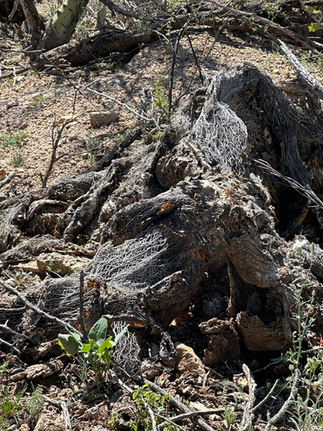 desiccated cactus brown