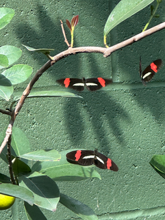 red and black butterflies in the butterfly wonderland in phoenix arizona