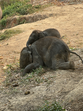 baby elephants wrestling in chiang mai thailand