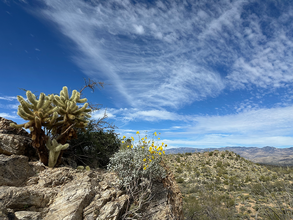 cactus on rock in saguaro national park arizona