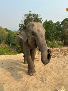 asian elephant walking toward me carrying sugarcane in trunk on arid hillside in chiang mai thailand