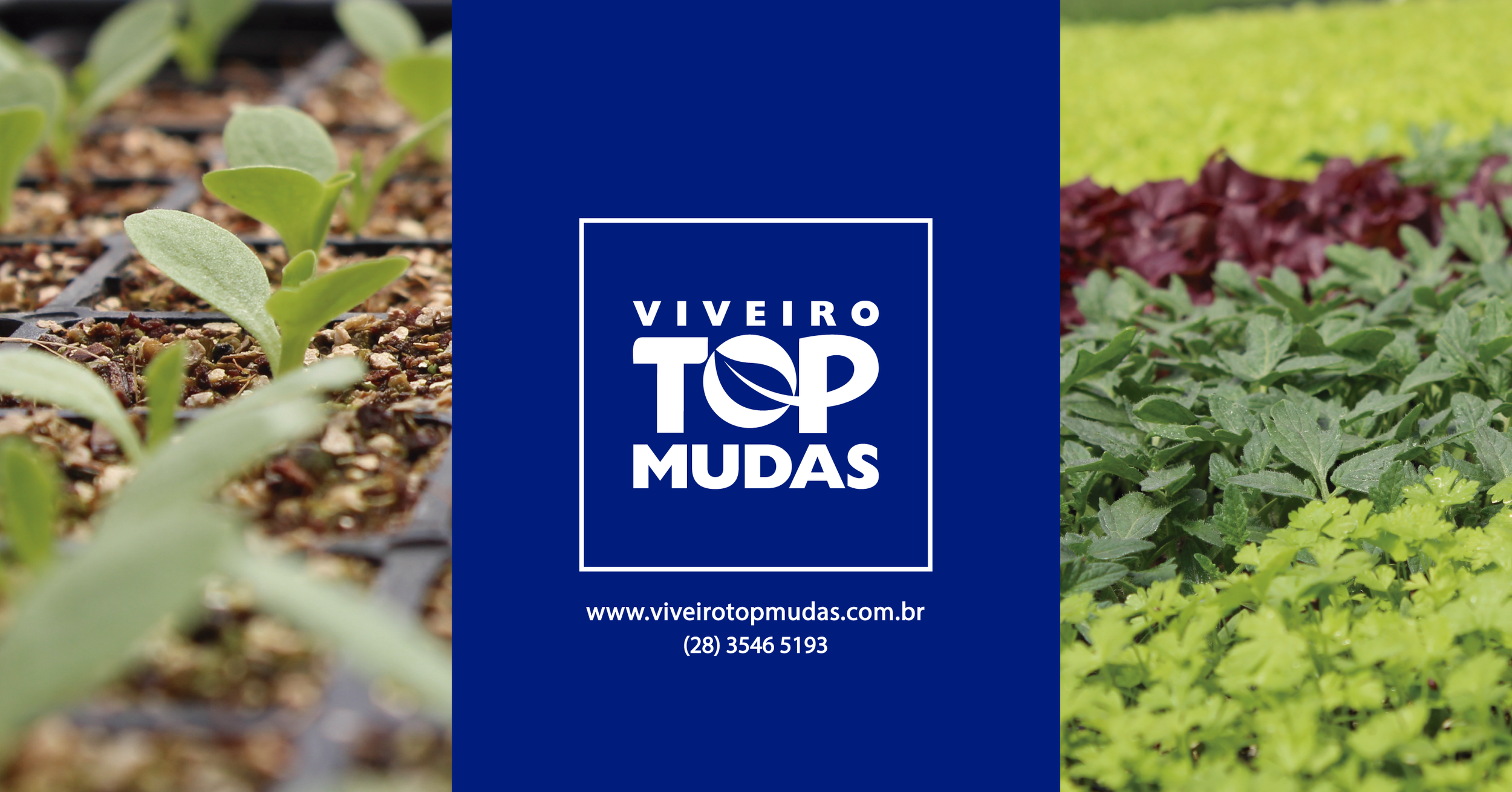 Top Mudas