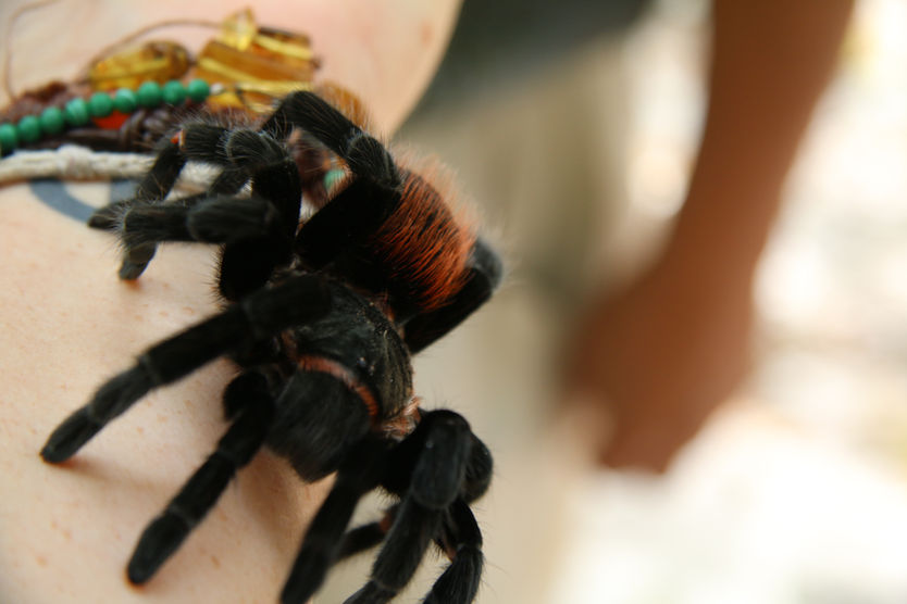 Will You Eat Spiders?