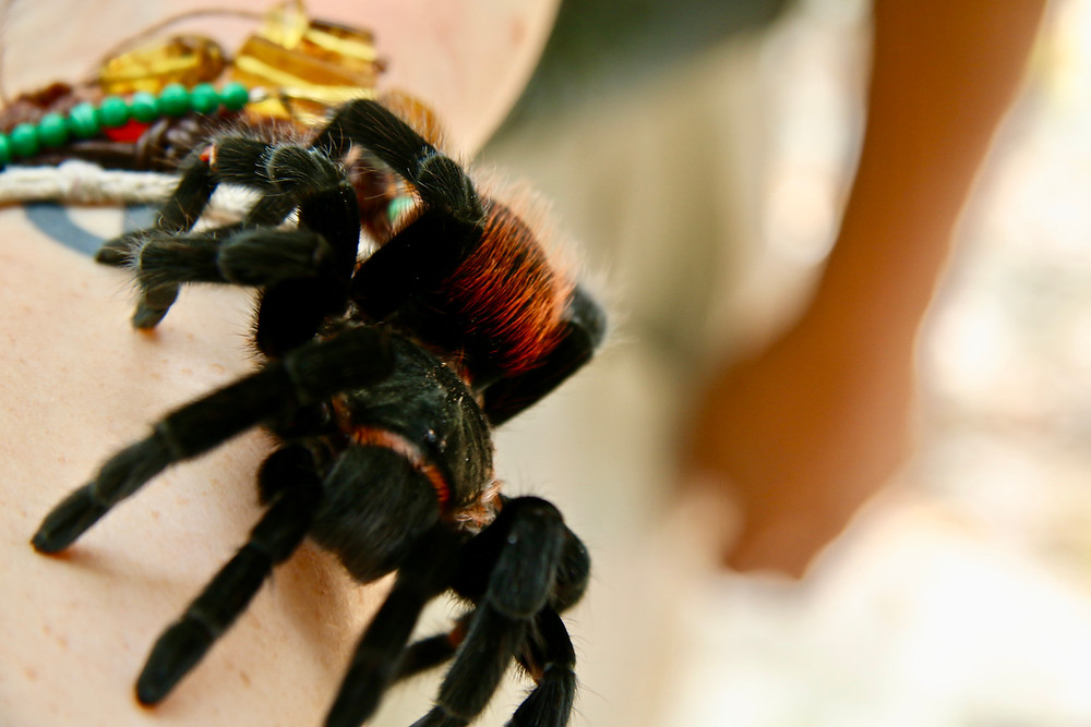 Yes that's a huge tarantula on my arm.