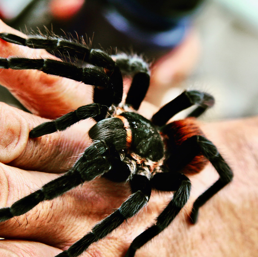 Tarantula's of Tikal