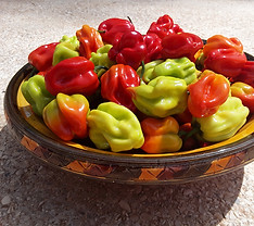 Red Hot Habanero