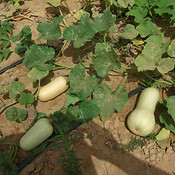 Butternut Squash