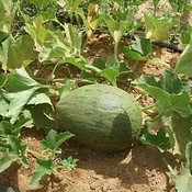 Melon Piel de Sapo