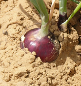 Sweet red onion
