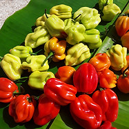 Red Hot Habanero