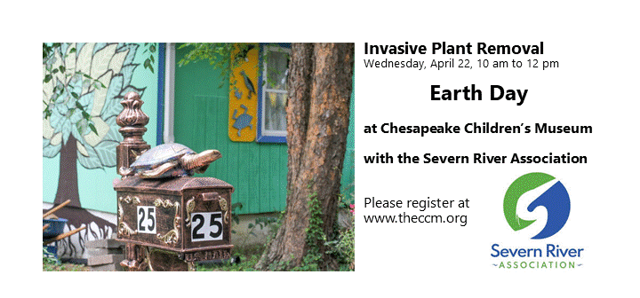 Invasice Species Removal at CCM.gif