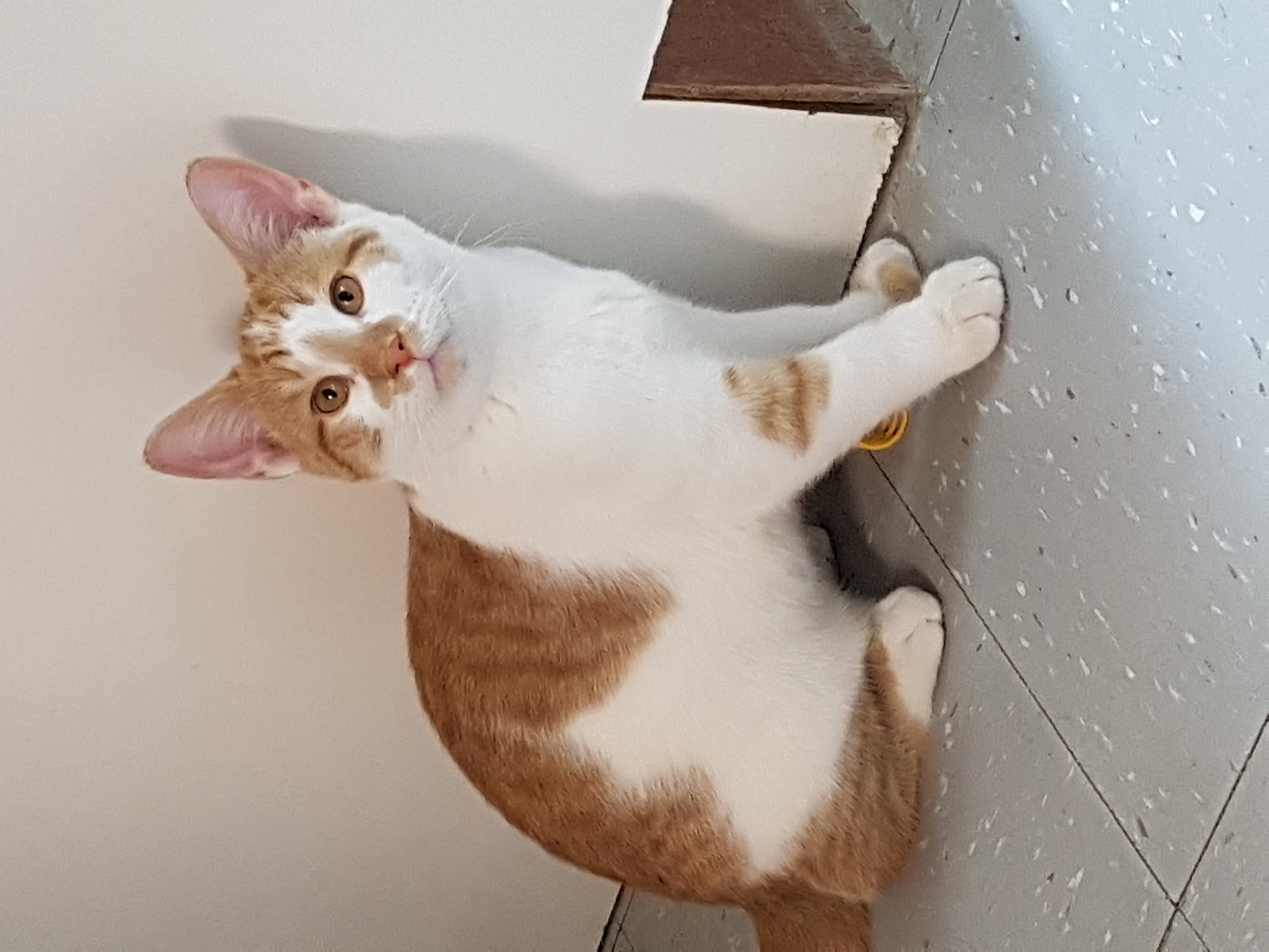 MEET CREAMSICLE!