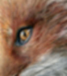Detailed-Coloured-pencil-fox-eye-study