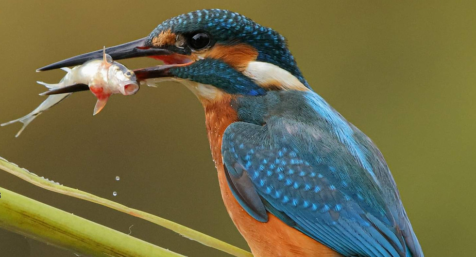 Kingfisher with fish, Mal Wild Lens Images photo reference