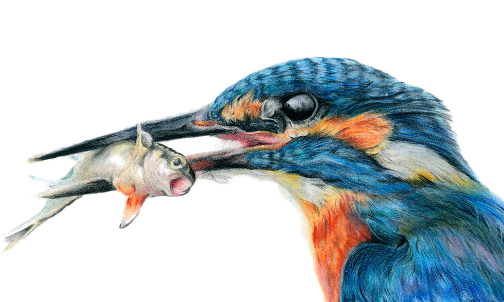 Coloured-Pencil-kingfisher-holding-a-fish_edited_edited_edited_edited_edited.png