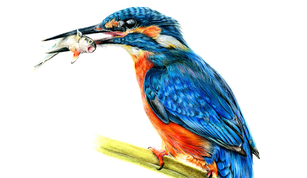 Gwatkin_Darren_GoneFishin_ColouredPencil_edited.jpg