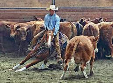 cutting horse.jpg