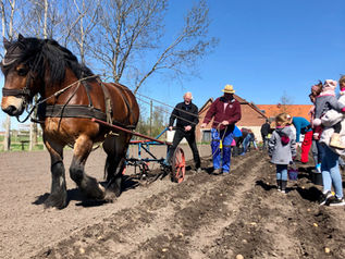 Kartoffeln traditionell pflanzen