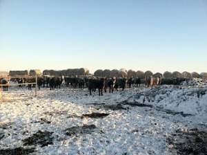 getting everyone up bofore feeding.  Note the bales in the background.  they are there for wind protection.  The dirt pile on the right is from scraping pens to make a nice place for them to lay down