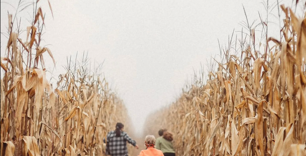 The Corn Maze - Hanes Corn Maze