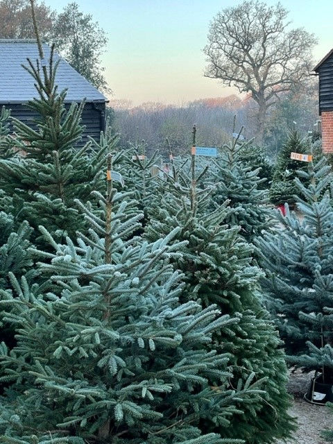 Sussex Christmas Barn