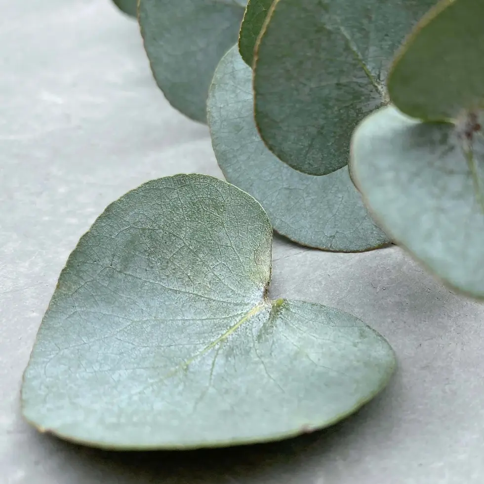 Miniaturbild: EUCALYPTUS Kreidefarbe - Painting the Past