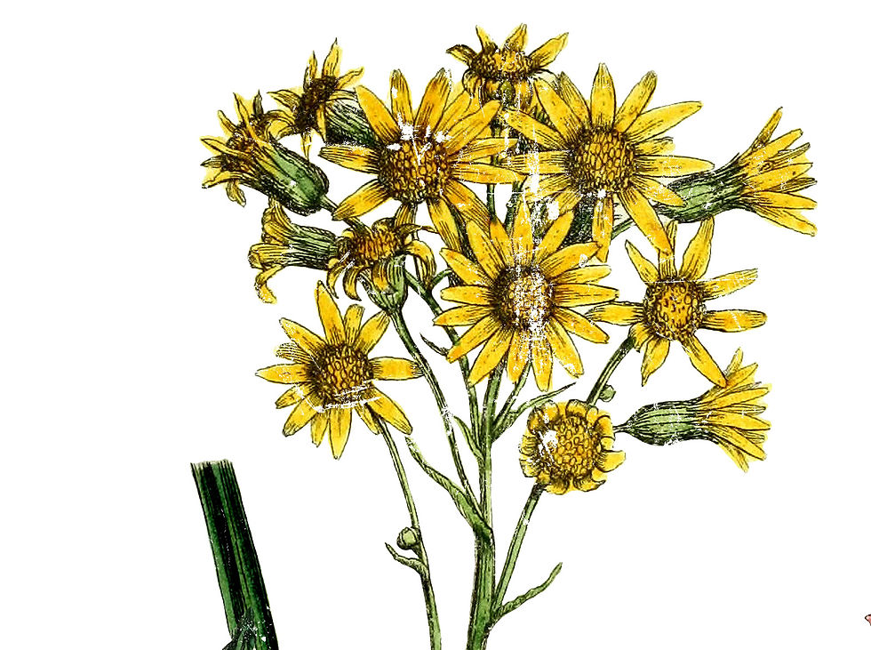 Miniaturbild: Transfer IOD - WILD FLOWER BOTANICALS - Iron Orchid Designs
