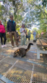 Coati walking near the trails of Iguazu Falls National Park, Brazil