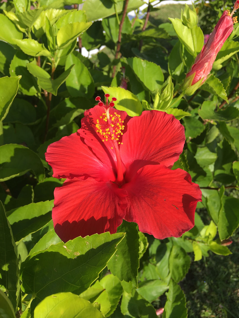 Thumbnail: Flower Essences
