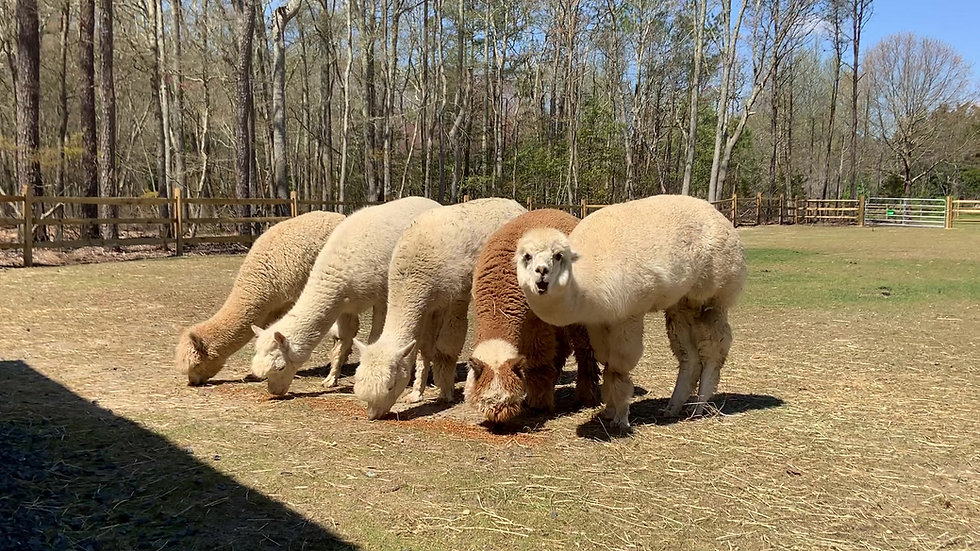 Home Anointed Acres Alpaca Farm Farm in Cape May Court House NJ
