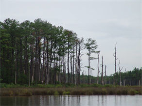 Black Needlerush with Loblolly Pine in the background