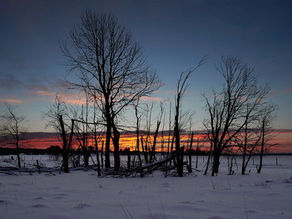White Fields
