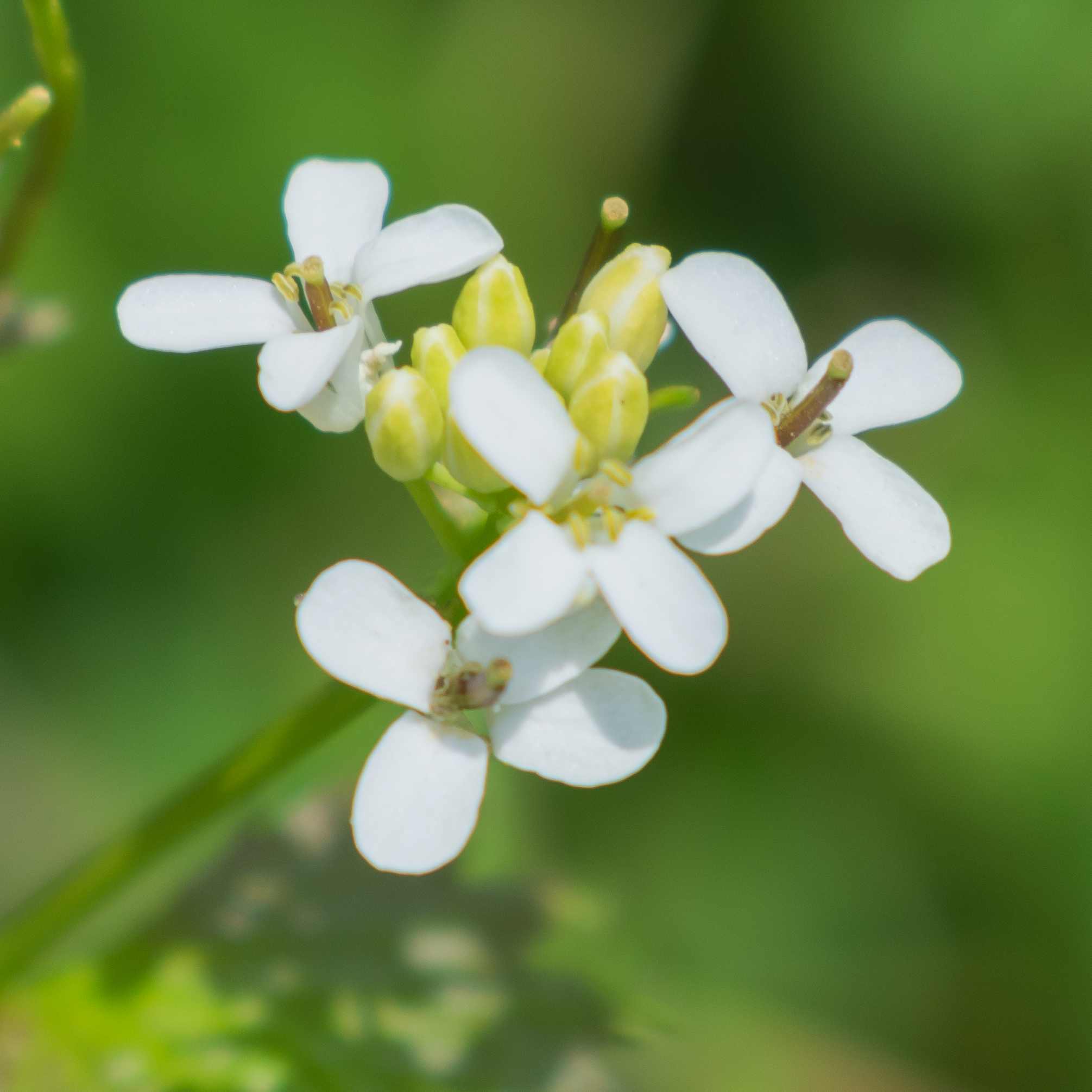 Brassicaceae Allaria petiolata Knoblauchsrauke Eigenschaften Merkmale Bestimmung Blüten